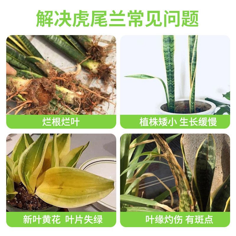 德沃多虎皮兰专用缓释肥花肥料盆栽客厅通用型金边土培千岁叶面肥,淘宝优惠券,粉丝福利购,淘宝优惠卷