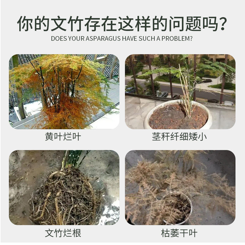 文竹肥料盆栽植物养花通用花肥料室内竹科专用肥料盆景治叶子发黄 - 图2