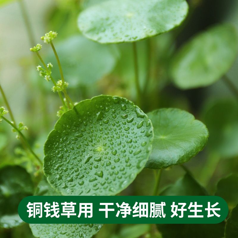 德沃多肥料荷塘泥碗莲植物专用土河泥塘泥土养龟睡莲种植土荷花泥 - 图2