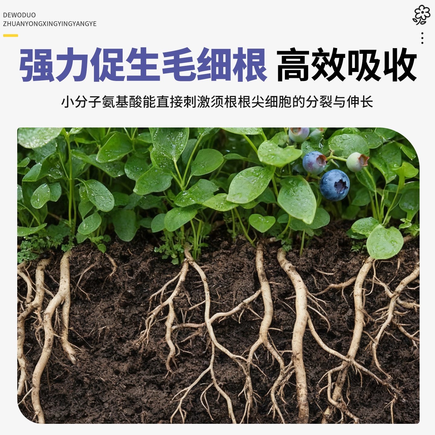 蓝莓专用鱼蛋白水溶肥膨果增甜氨基酸有机肥叶面肥料瓜果蔬营养液,淘宝优惠券,粉丝福利购,淘宝优惠卷