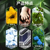 Avi Hochloro Pentist Flower Plant