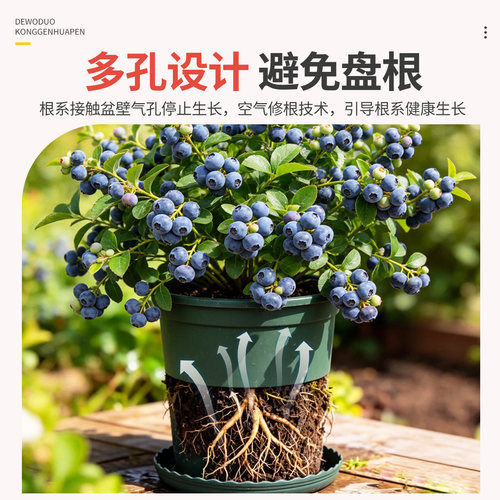 蓝莓专用盆青山盆控根盆加仑盆家用阳台盆栽植物花盆通用透水透气 - 图1