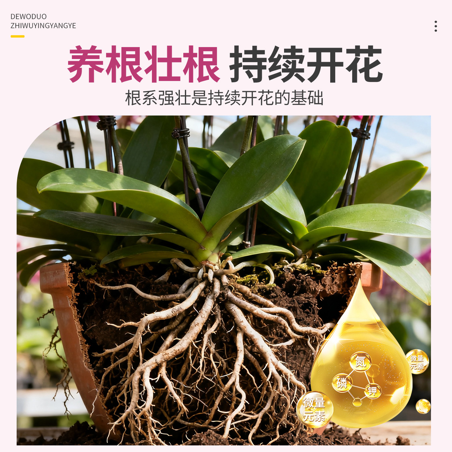 蝴蝶兰营养液抽箭肥料促进开花促兰花有机液体肥营养肥君子兰腰肥,淘宝优惠券,粉丝福利购,淘宝优惠卷