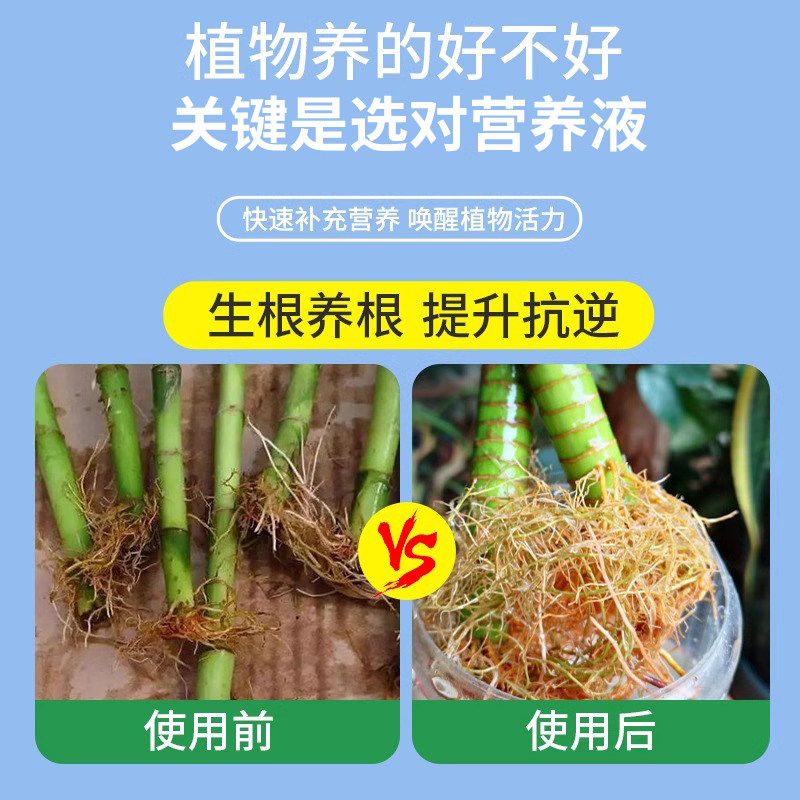 富贵竹专用营养液治黄叶观音竹转运竹文昌竹家用水培植物通用肥料,淘宝优惠券,粉丝福利购,淘宝优惠卷