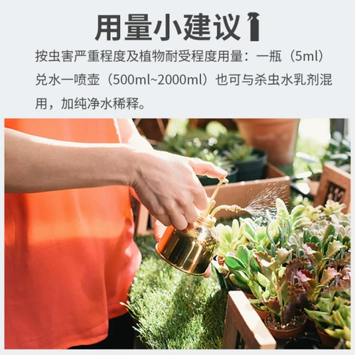 Avi Hochloro Pentist Flower Plant