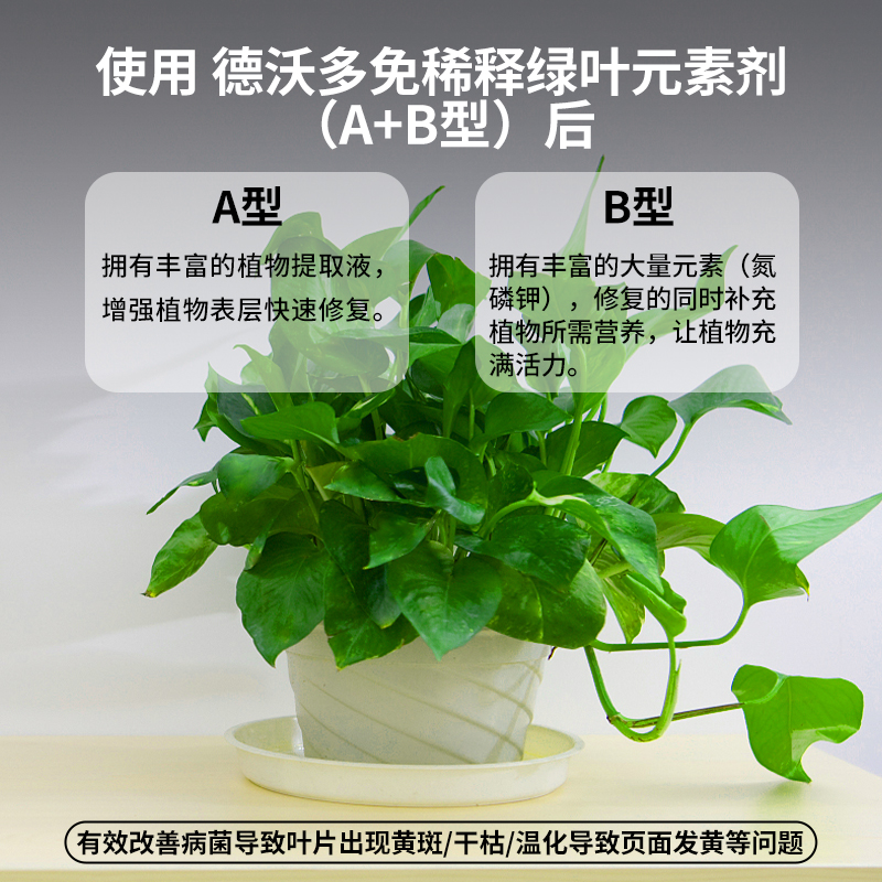 观叶植物免稀释营养液蔬菜花卉黄叶片一喷变绿促生长叶绿素叶面肥-图1