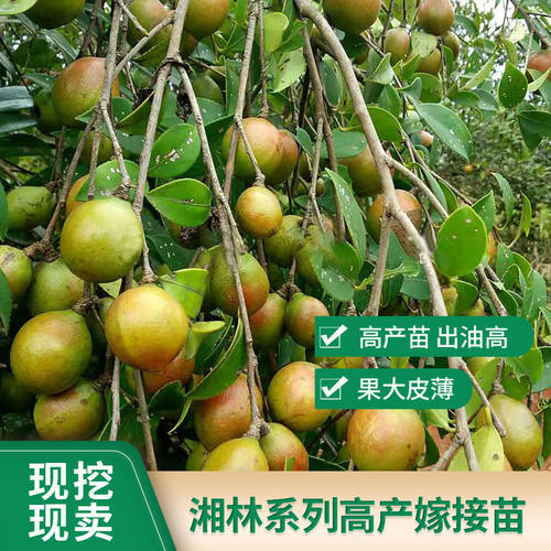 油茶树苗批发湘林210油茶树苗嫁接高产油茶苗南方种植油茶籽树苗 - 图0