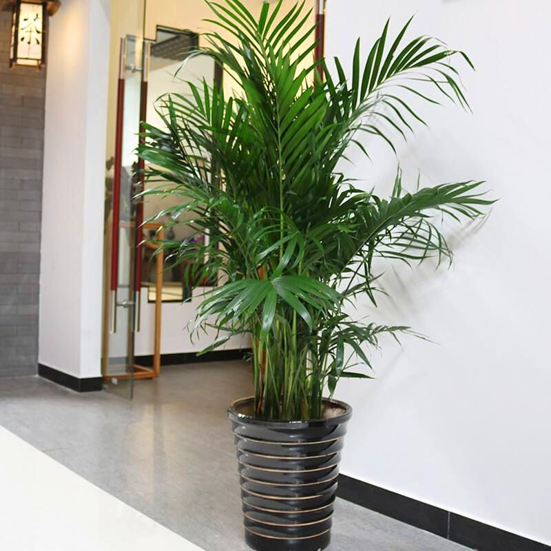 家里植物耐寒大型绿植客厅室内花卉盆栽袖珍椰子富贵竹净化空气,淘宝优惠券,粉丝福利购,淘宝优惠卷