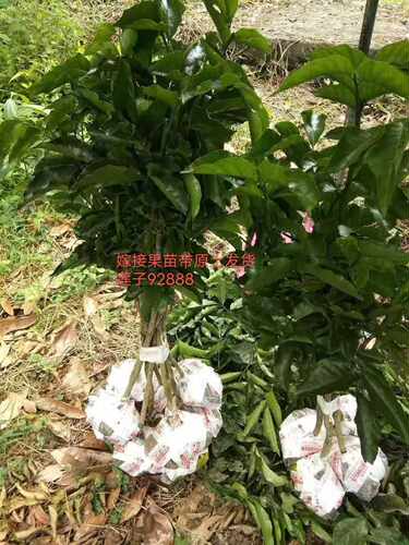 广东云浮郁南无核黄皮树苗，大鸡心苗，冰糖黄皮原产地嫁接果树苗 - 图1