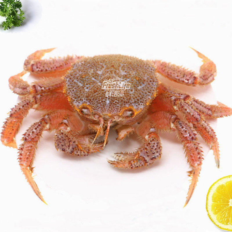 成都店同城闪送 鲜活红毛蟹1只/份约1.5-2.8斤可选 珍贵名蟹 包活,淘宝优惠券,粉丝福利购,淘宝优惠卷