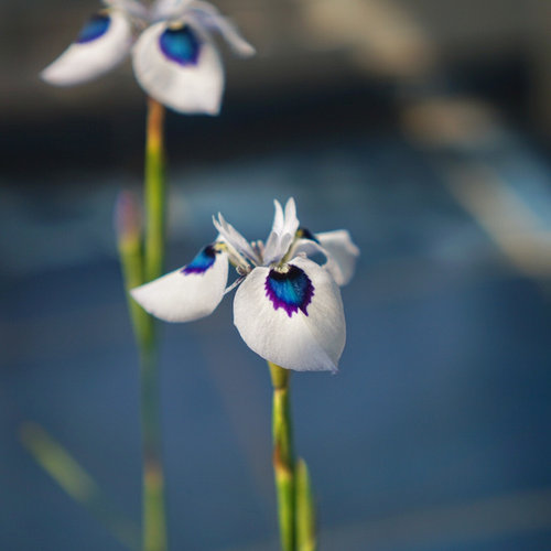 【植物致】孔雀肖鸢尾 Moraea aristata 稀有球根盆栽苗现货 - 图0