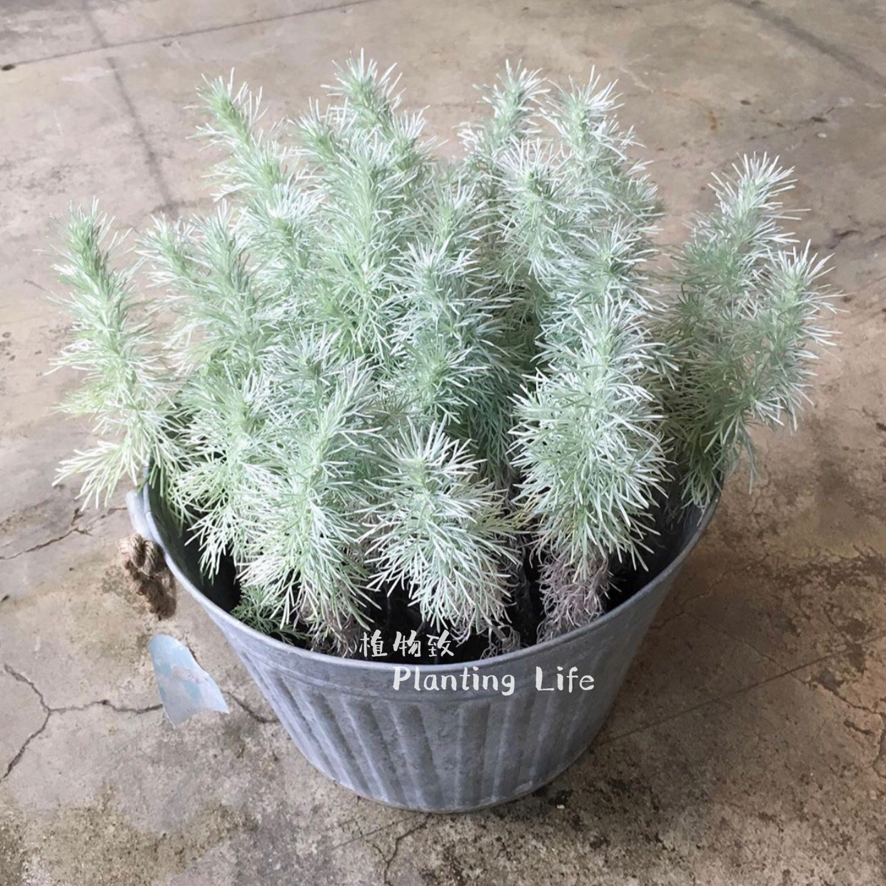 【植物致】朝雾草Artemisia schmidtianai银色调花园氛围敢植物-图3