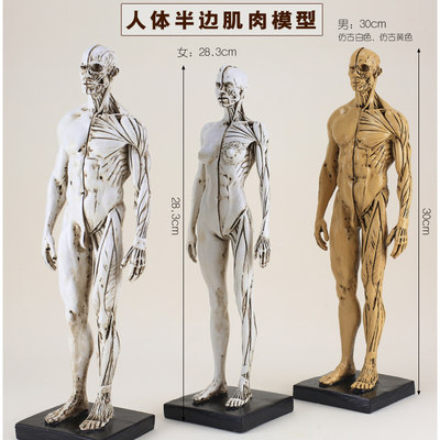 艺用人体骨骼模型树脂人体模型美术手绘素描静物人物全身骨骼肌肉绘画解剖人头骨架仿真头骨结构教学医用头颅 虎窝淘