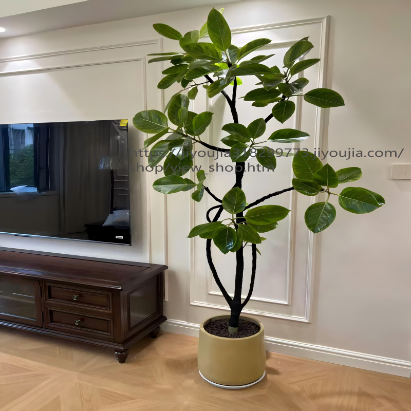 青叶花叶橡皮树大型盆栽黄金榕室内客厅绿植富贵榕花卉植物好养活,淘宝优惠券,粉丝福利购,淘宝优惠卷