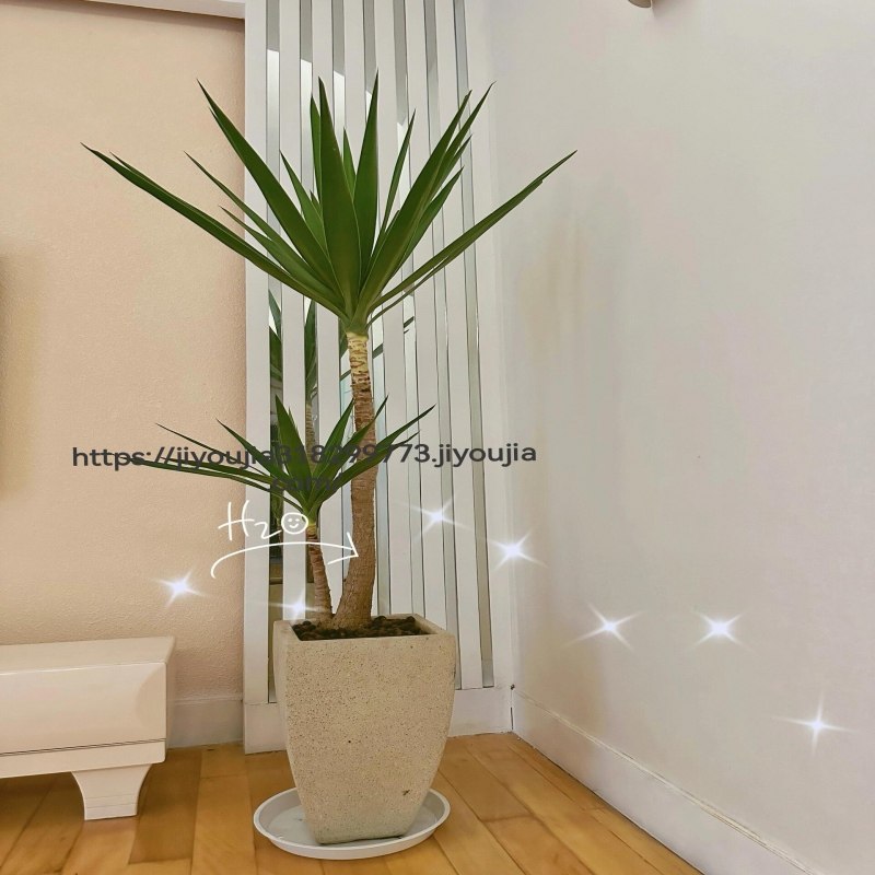 大型盆栽荷兰铁老桩造型巨丝兰室内客厅绿植办公室好养植物龙血树,淘宝优惠券,粉丝福利购,淘宝优惠卷