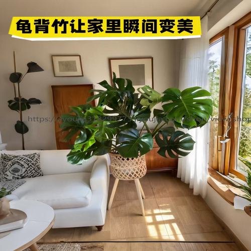 龟背竹大盆栽室内外开背大型老桩植物除甲醛净化空气好养客厅植物 - 图2