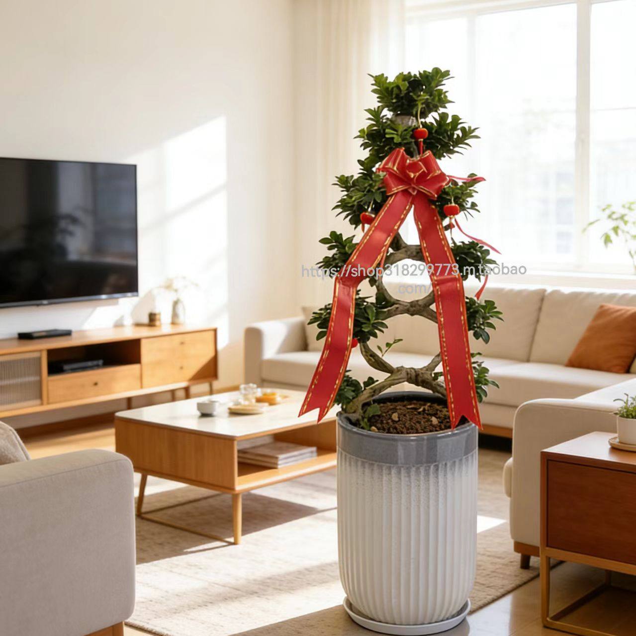 金钱榕树盆栽室内客厅招财绿植摇钱树办公室盆景庭院植物乔迁送礼,淘宝优惠券,粉丝福利购,淘宝优惠卷