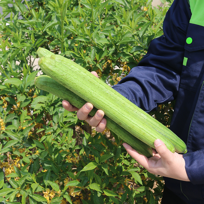 密农人家新鲜丝瓜  农家绿皮丝瓜 薄皮奶油丝瓜鲜嫩时令蔬菜500g - 图2