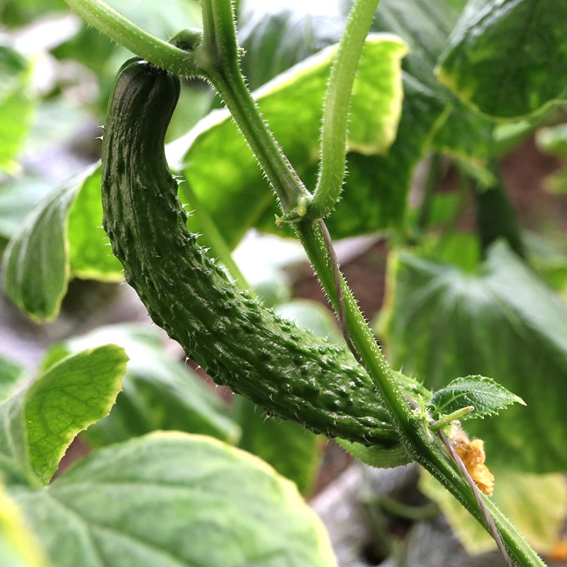 密农人家 新鲜黄瓜 农家带刺长黄瓜 水果黄瓜新鲜蔬菜脆嫩青瓜3斤 - 图2