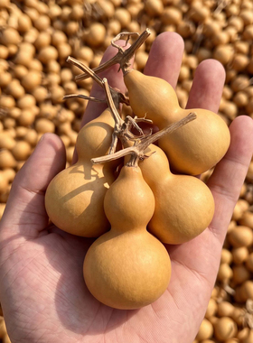 文玩葫芦天然小葫芦手把件精品