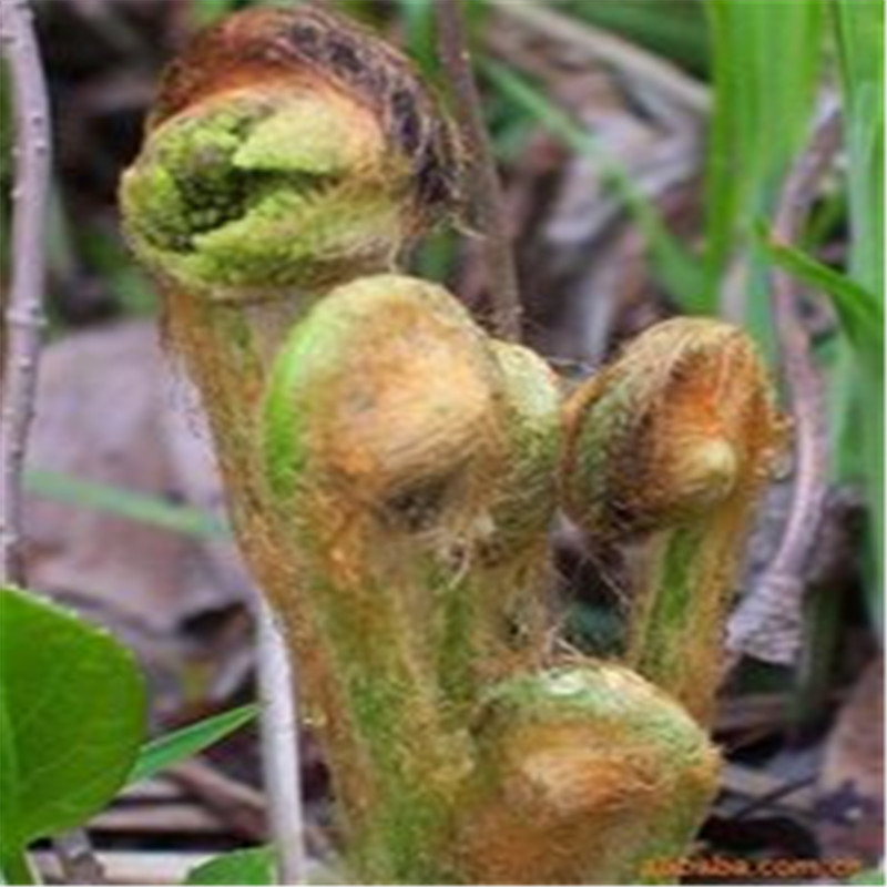 薇菜干货东北长白山原始森林特产自然晾晒野生山野菜500g全国包邮 - 图1