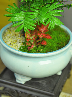 红豆杉迷你植物盆景室内办公桌绿植盆栽茶室装饰摆件新中式家居