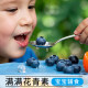 Fresh blueberries