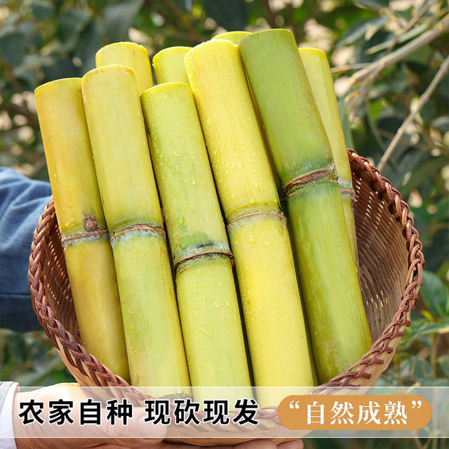 Yunnan fresh golden sugar cane