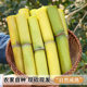 Yunnan fresh golden sugar cane