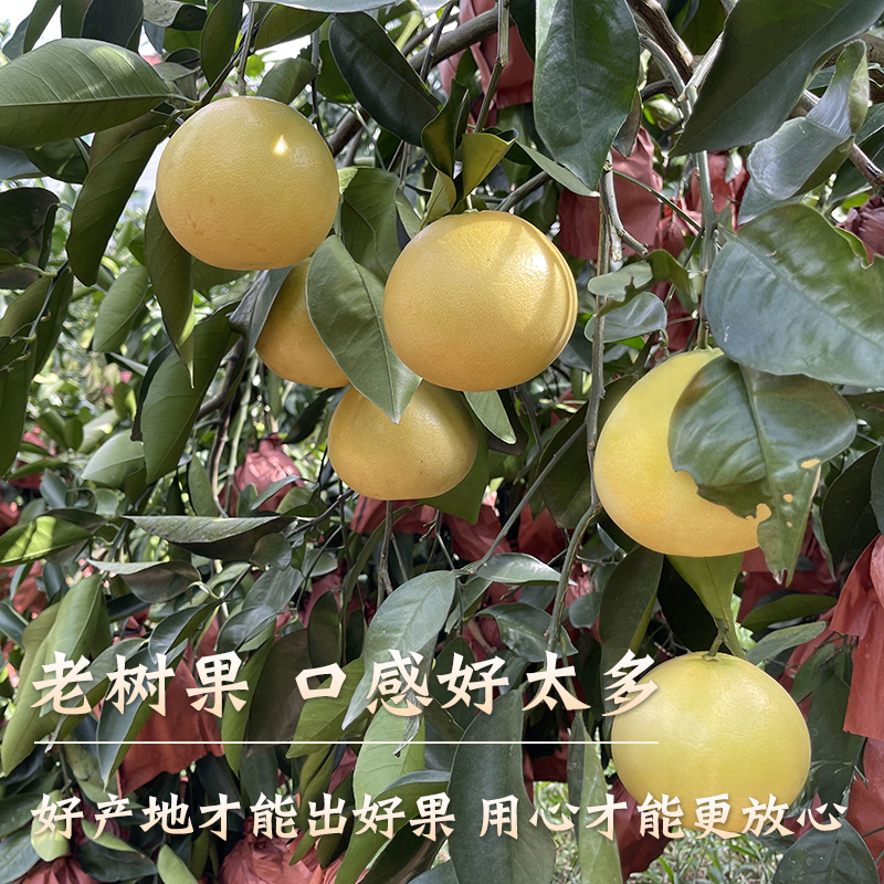 爆汁黄金葡萄柚大果新鲜水果当季整箱福建平和黄肉甜西蜜柚子礼盒