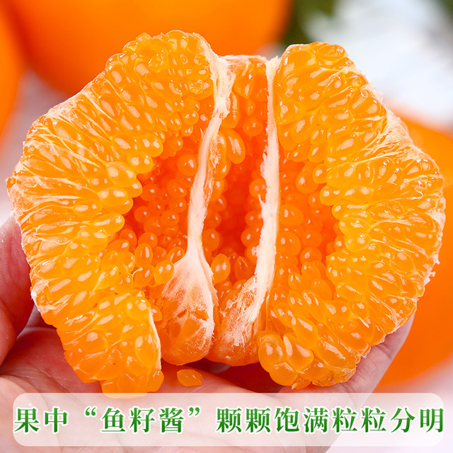 Authentic Chunmi raking oranges