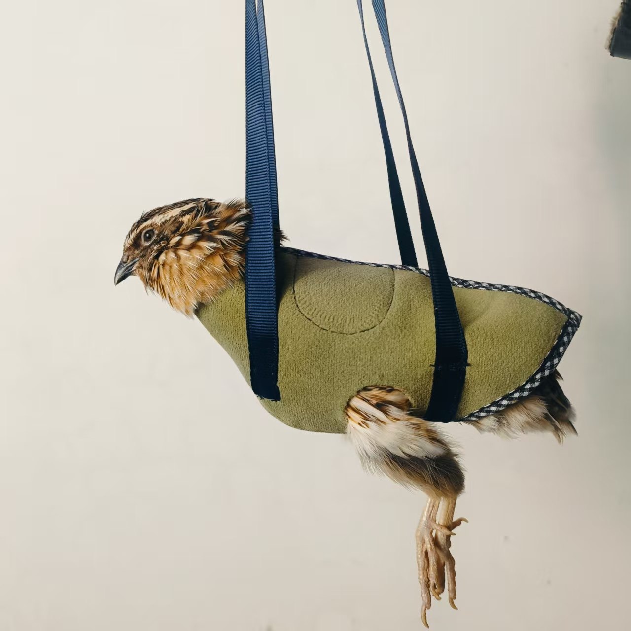 新款鹌鹑手把袋 适应环境 提升胆量 控鹌鹑神器 携带方便鹌鹑布袋,淘宝优惠券,粉丝福利购,淘宝优惠卷