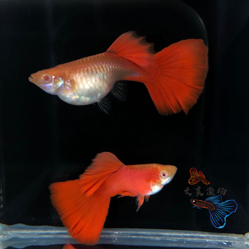 精品美国全红大背血红孔雀鱼凤尾鱼胎生鱼孕母小型热带观赏鱼活体