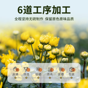 北京同仁堂菊花茶胎菊白特正品级贡菊花杭凉茶叶干清火官方旗舰店