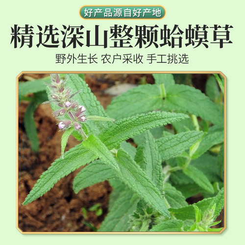 蛤蟆草野生新鲜癞蛤蟆草干的荔枝草雪见草菜旗舰店官方正品干货 - 图0