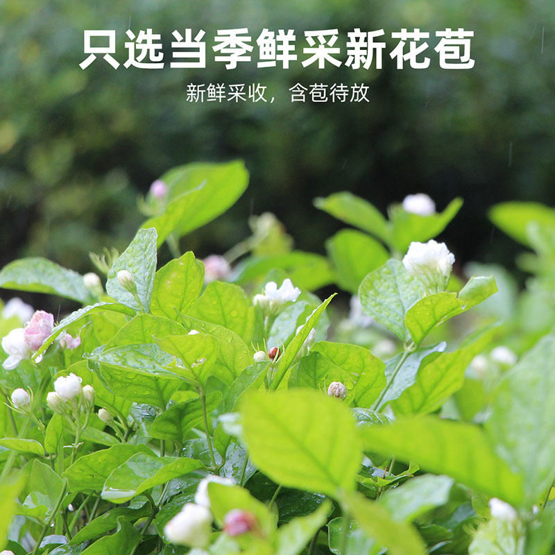 罐装茉莉花茶新花蕾花苞茶茉莉花干花朵泡茶清香型养生组合型花茶 - 图1