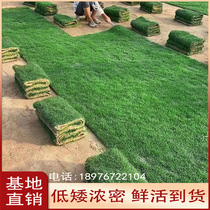 Turf Real Lawn With Earth Four Seasons Green Taiwan Grass Fruits Ridge Grass Cold Community Patio Green Manila With Earth