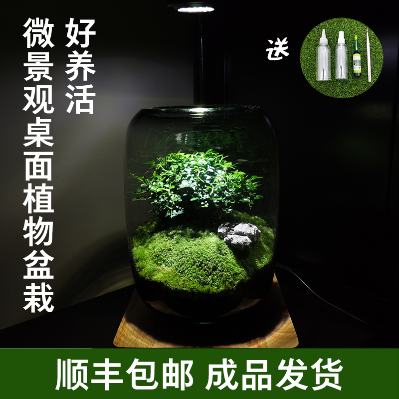 桌面微景观苔藓生态瓶缸成品绿植物盆栽盆景生命之树创意好养活-图0