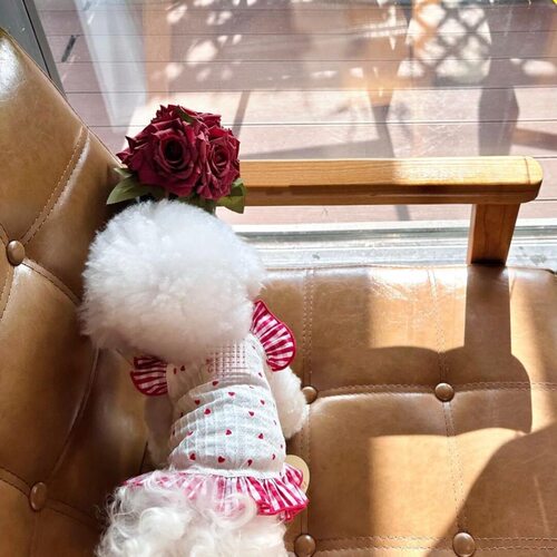 敲美的小裙子!清新可爱小型犬泰迪比熊猫咪博美碎花连衣裙春夏装 - 图0