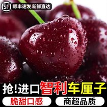 (courtesy kit) Chilean air freight imported carts fresh big fruit should season fruit big cherry Shunfeng