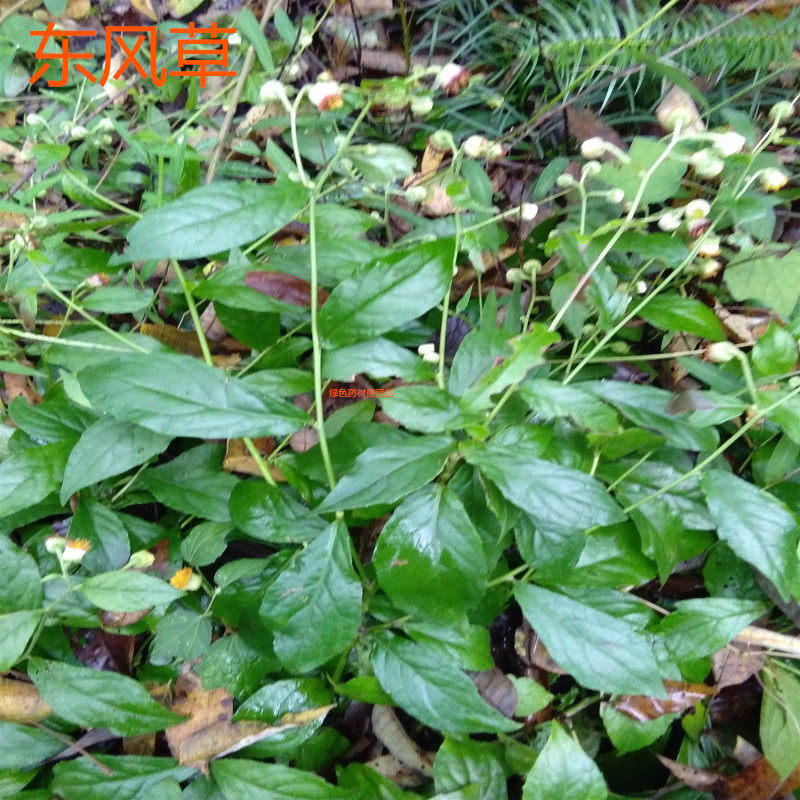 地胆草 新人首单立减十元 21年8月 淘宝海外