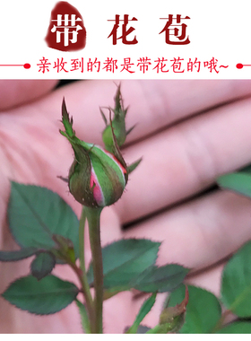 微型月季盆栽植物花卉阳台带花苞
