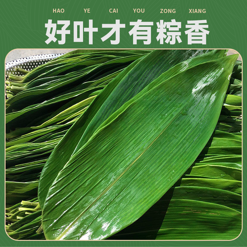粽叶新鲜粽子叶大号精选包粽子专用的叶子端午鲜叶干叶特大家商用