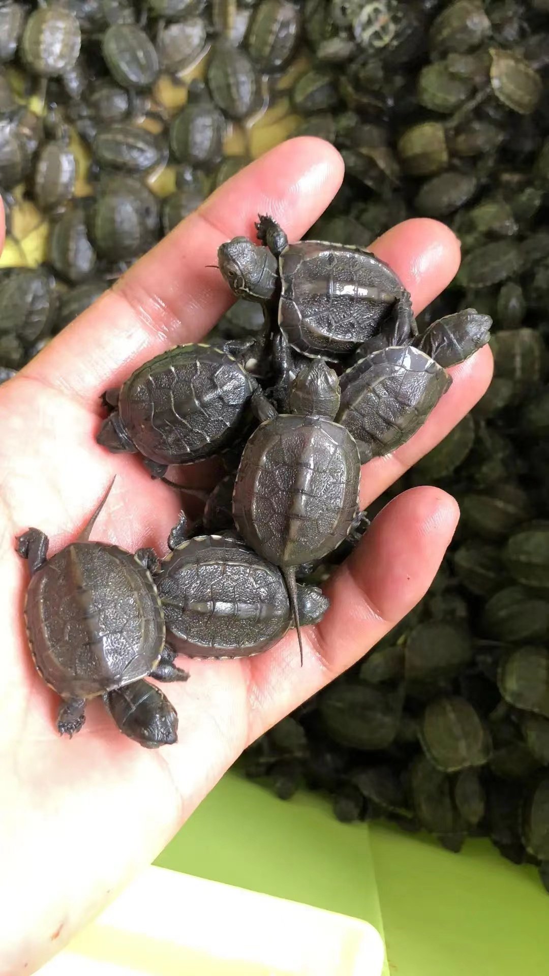 外塘中华草龟活体小乌龟招财长寿龟金线龟宠物龟观赏龟冷水龟,淘宝优惠券,粉丝福利购,淘宝优惠卷