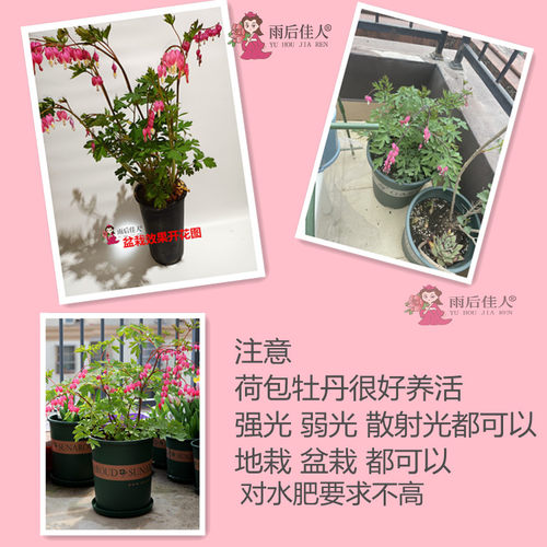 荷包牡丹苗多年红白粉色草本植物耐寒带芽菏泽发货进口品种庭院 - 图2