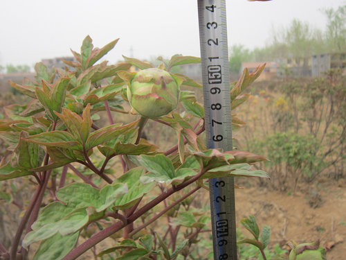 牡丹王飞燕凌空大花卉苗多年生菏泽百年牡丹企业庭院盆栽牡丹树苗 - 图0
