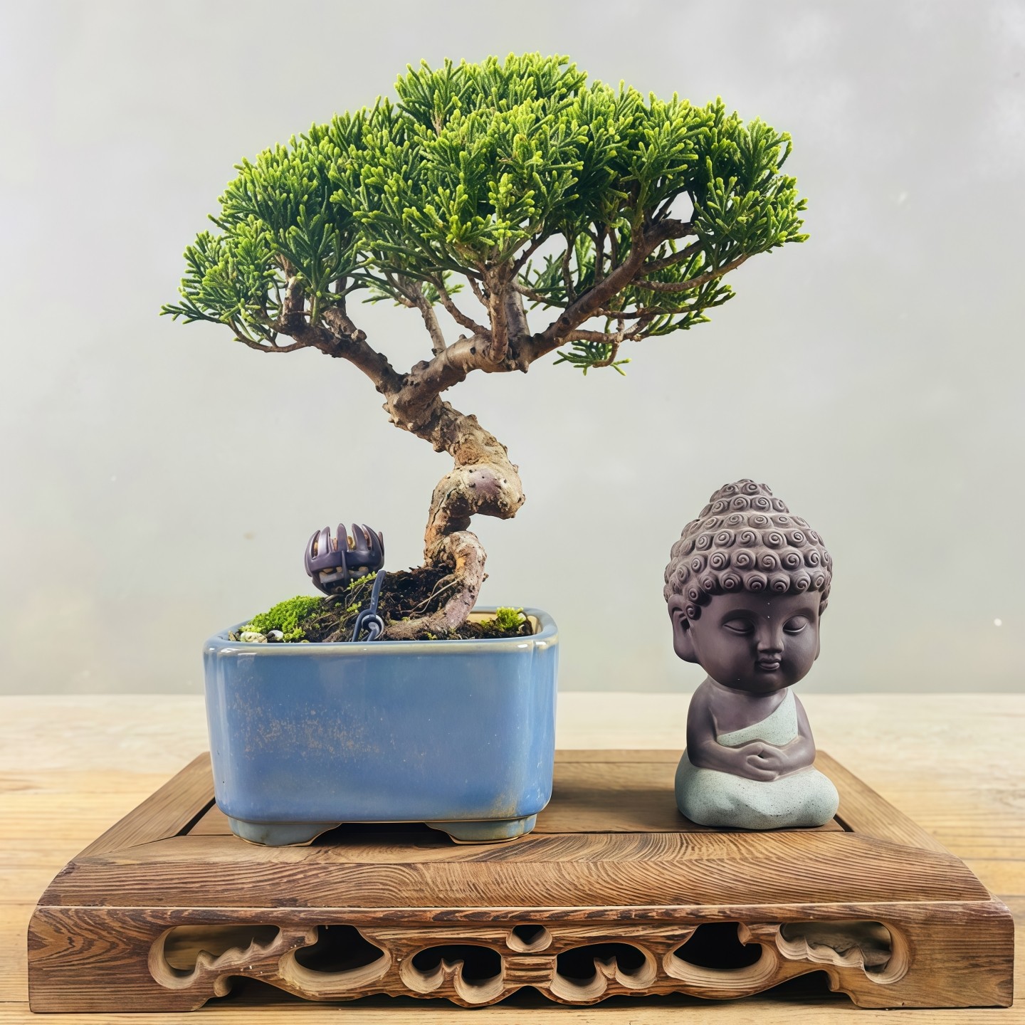 基地直销济州真柏盆景办公室室内阳台庭院四季常青盆栽茶台摆件,淘宝优惠券,粉丝福利购,淘宝优惠卷