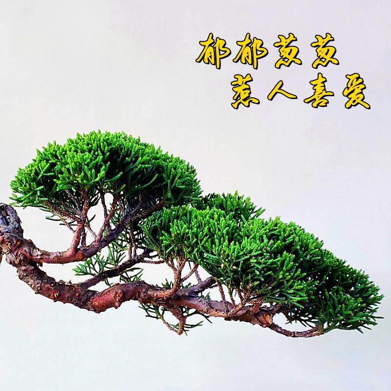 基地直销宫阪系鱼川真柏小盆景老桩素材高档盆栽阳台茶台绿植摆件,淘宝优惠券,粉丝福利购,淘宝优惠卷