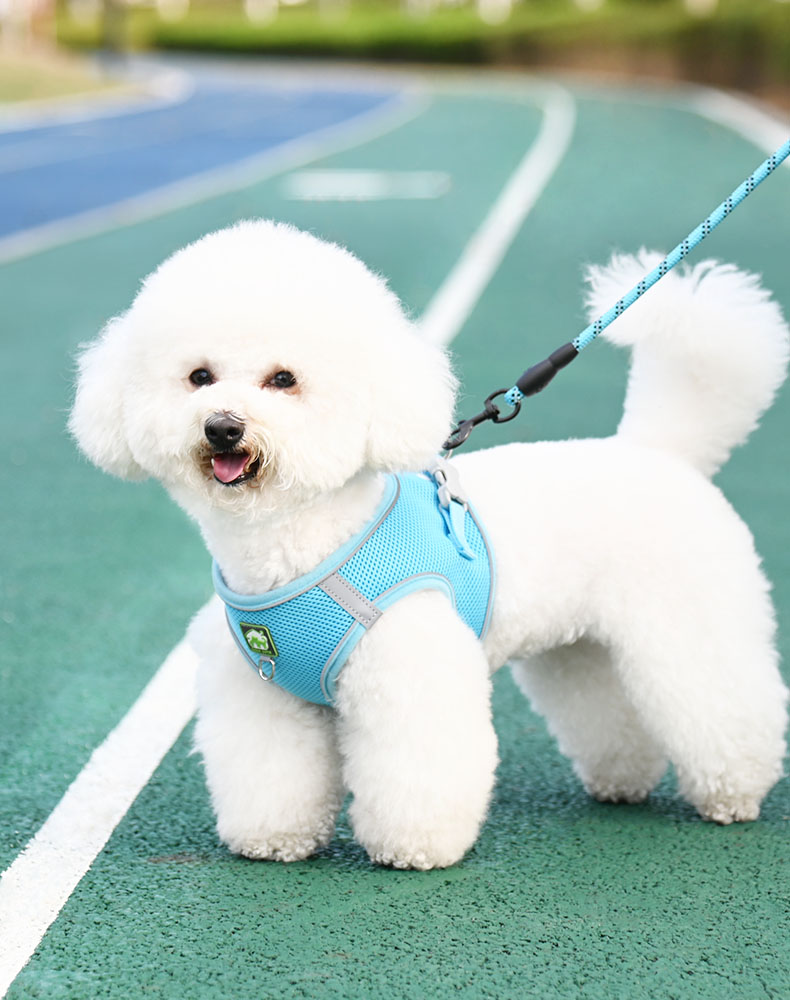 背心式狗狗牵引绳小型犬比熊泰迪博美小狗幼犬胸背带遛狗绳狗链子-图2