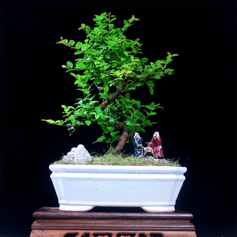 小叶雀梅盆景绿植茶桌盆栽老桩造型植物庭院室内客厅办公室桌面,淘宝优惠券,粉丝福利购,淘宝优惠卷
